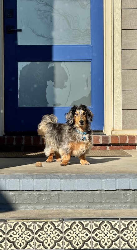 Diego the miniature dachshund