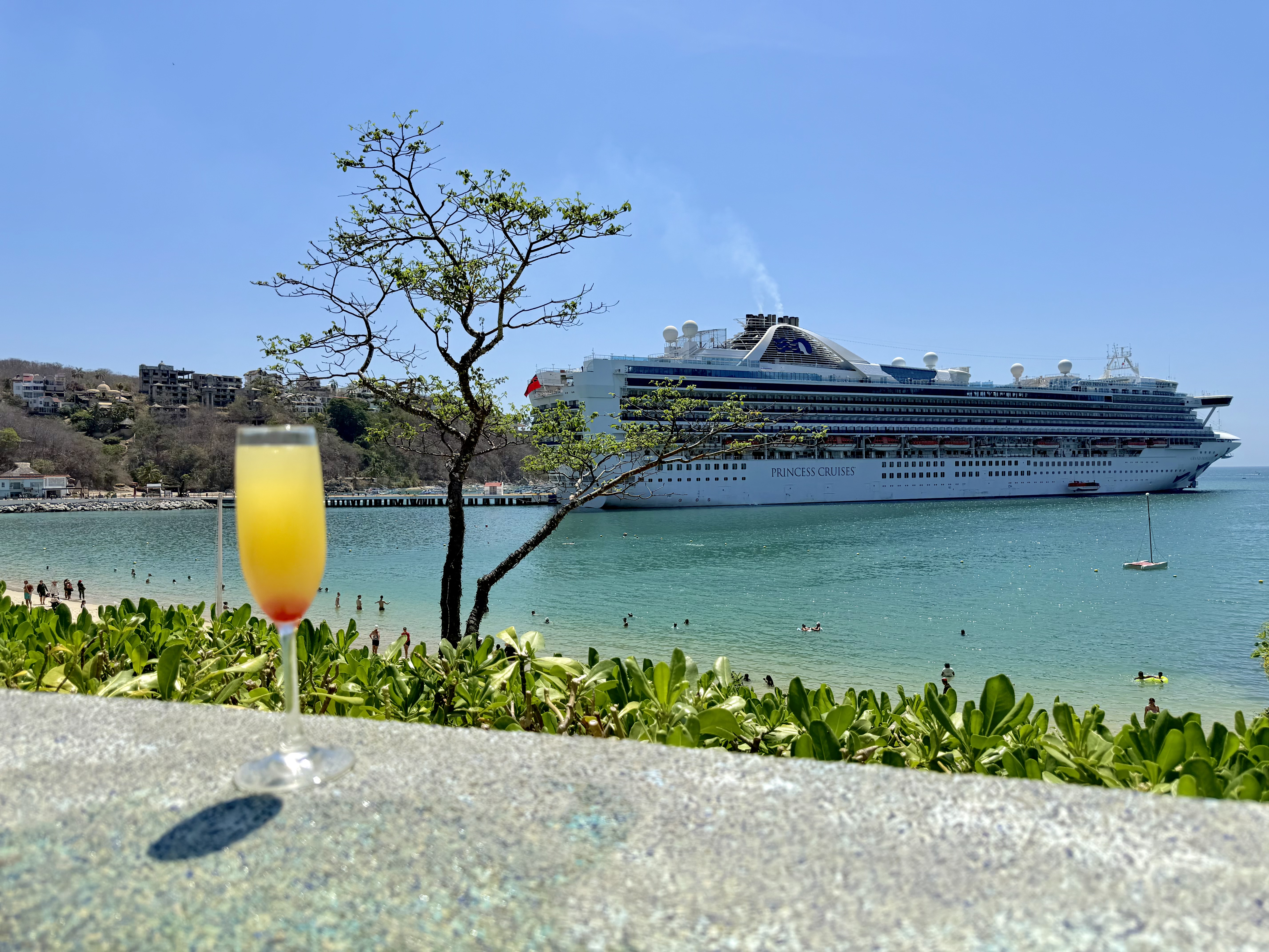 Mimosa on the waterfront with cruise ship in the bay