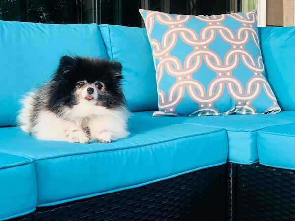 Lucky the Pomeranian