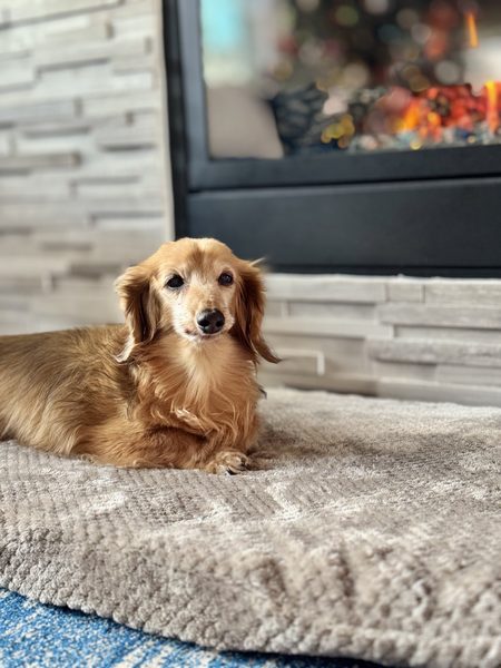 Rico the miniature dachshund